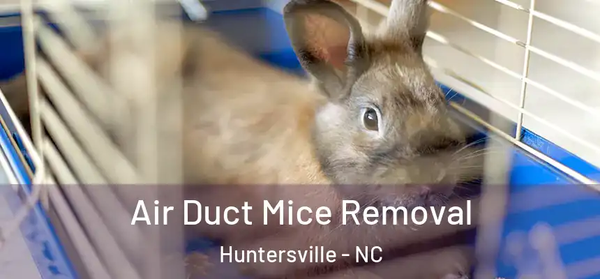 Air Duct Mice Removal Huntersville - NC